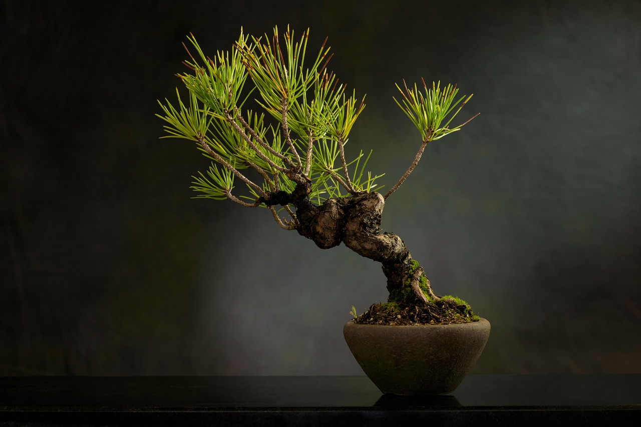 A person pruning a small bonsai tree with shears during an advanced gardening workshop