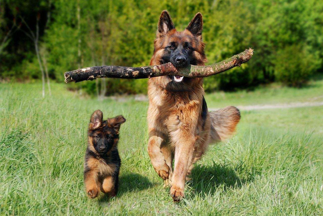 Dog playing with a natural rubber eco-friendly toy on a grassy lawn
