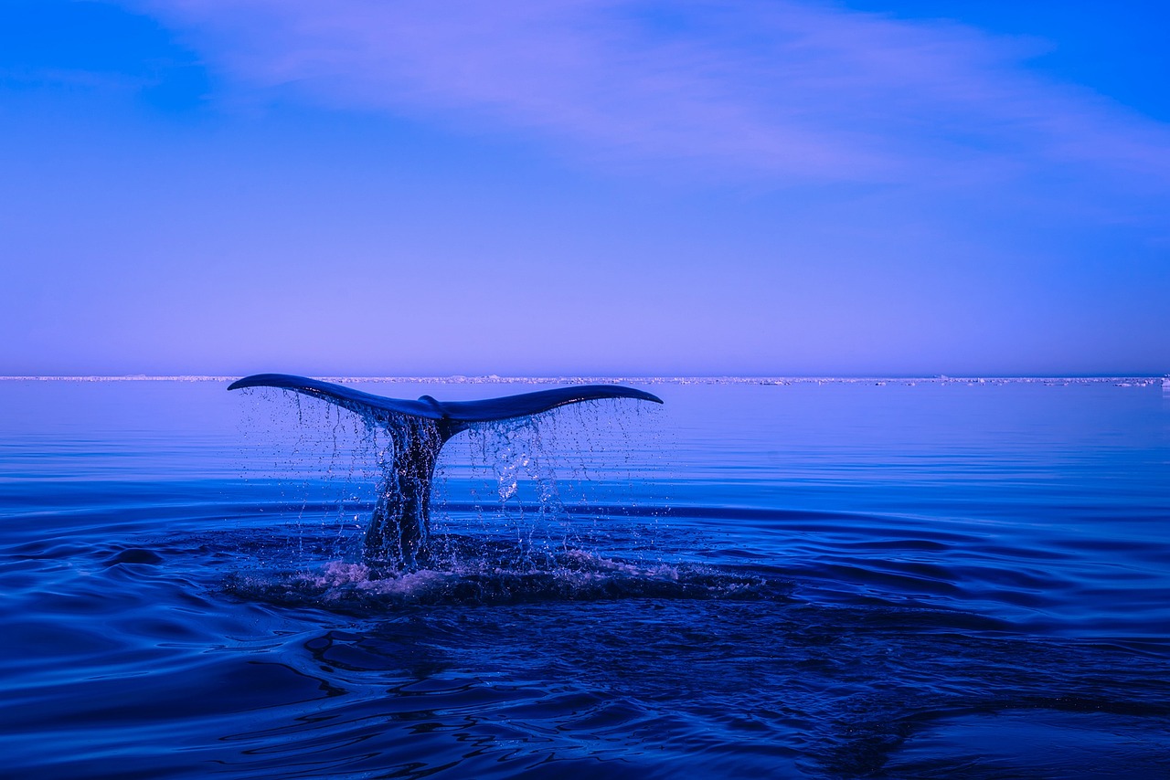 a humpback whale breaching out of the ocean water at sunset