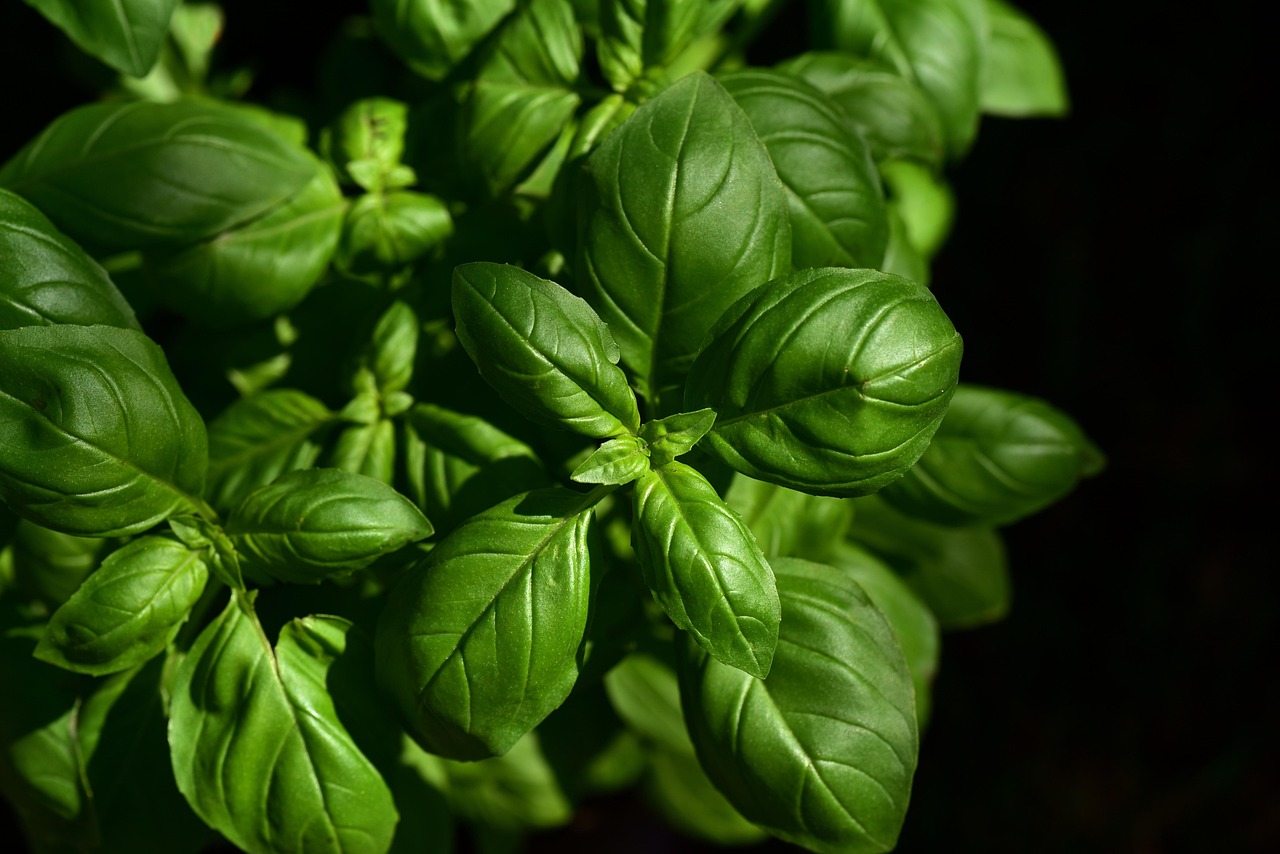 Indoor herb garden kit on a kitchen counter with basil and parsley growing