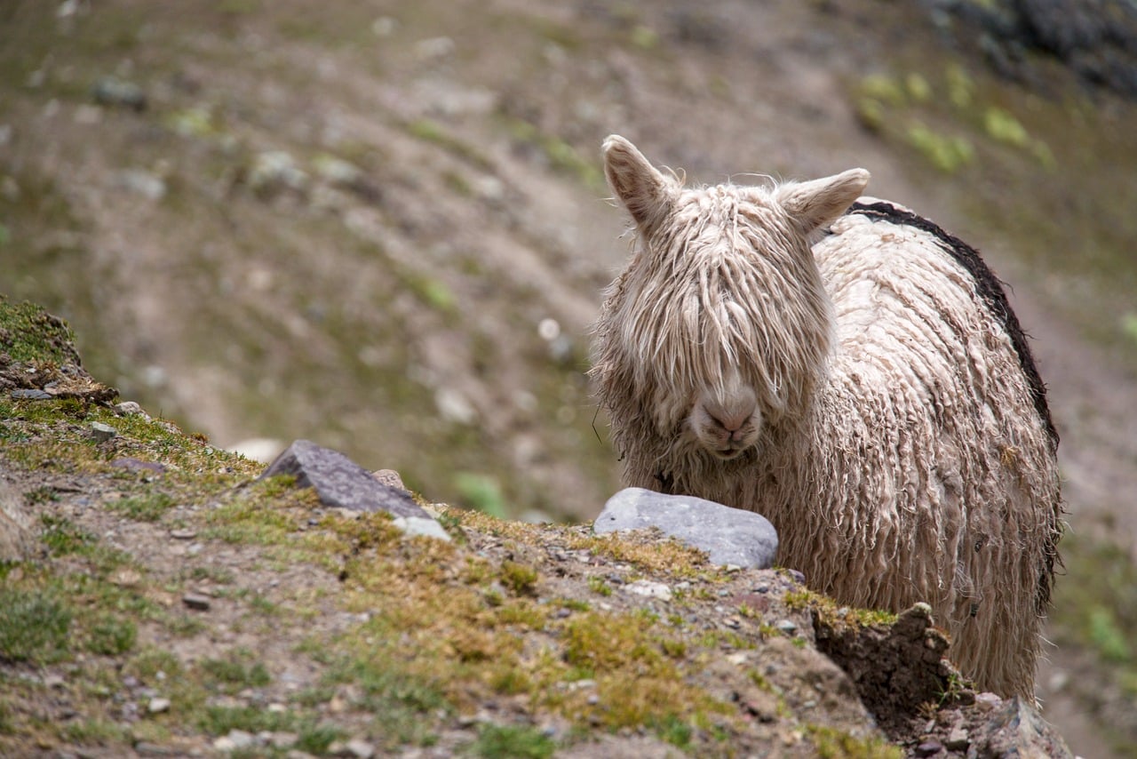 alpaca, animal, peru, bangs, fringe, moss, nature, domesticated, wool