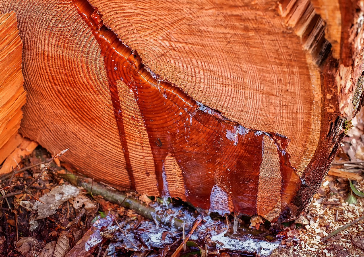 resin, tree resin, discharge, resins, wood, nature, sawn, log, forest, tree, tribes, wood storage, forestry, felled tree
