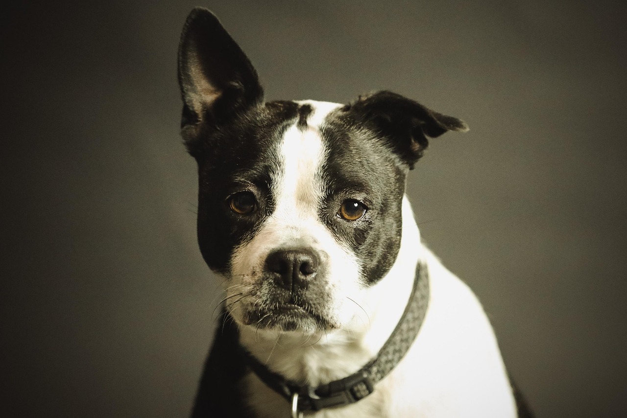 dog, pet, collar, nature, dog collar, domestic, domestic dog, black and white dog, canine, portrait, dog portrait, mamma