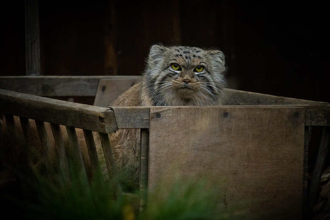 pallas's cat, cat, feline, manul, domestic, cute, cart, eyes, fur, hunter, pet, animal, predator, playing