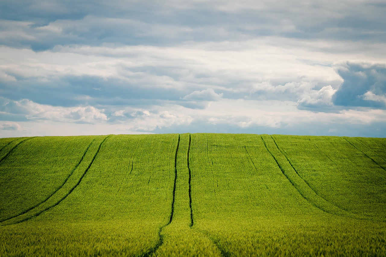barley, barley field, grain field, grain, nature, cornfield, agriculture, summer, heaven, cultivation