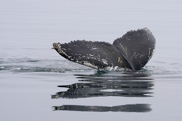 The Complete Guide to Giving a Whale Watching Tour Gift Certificate
