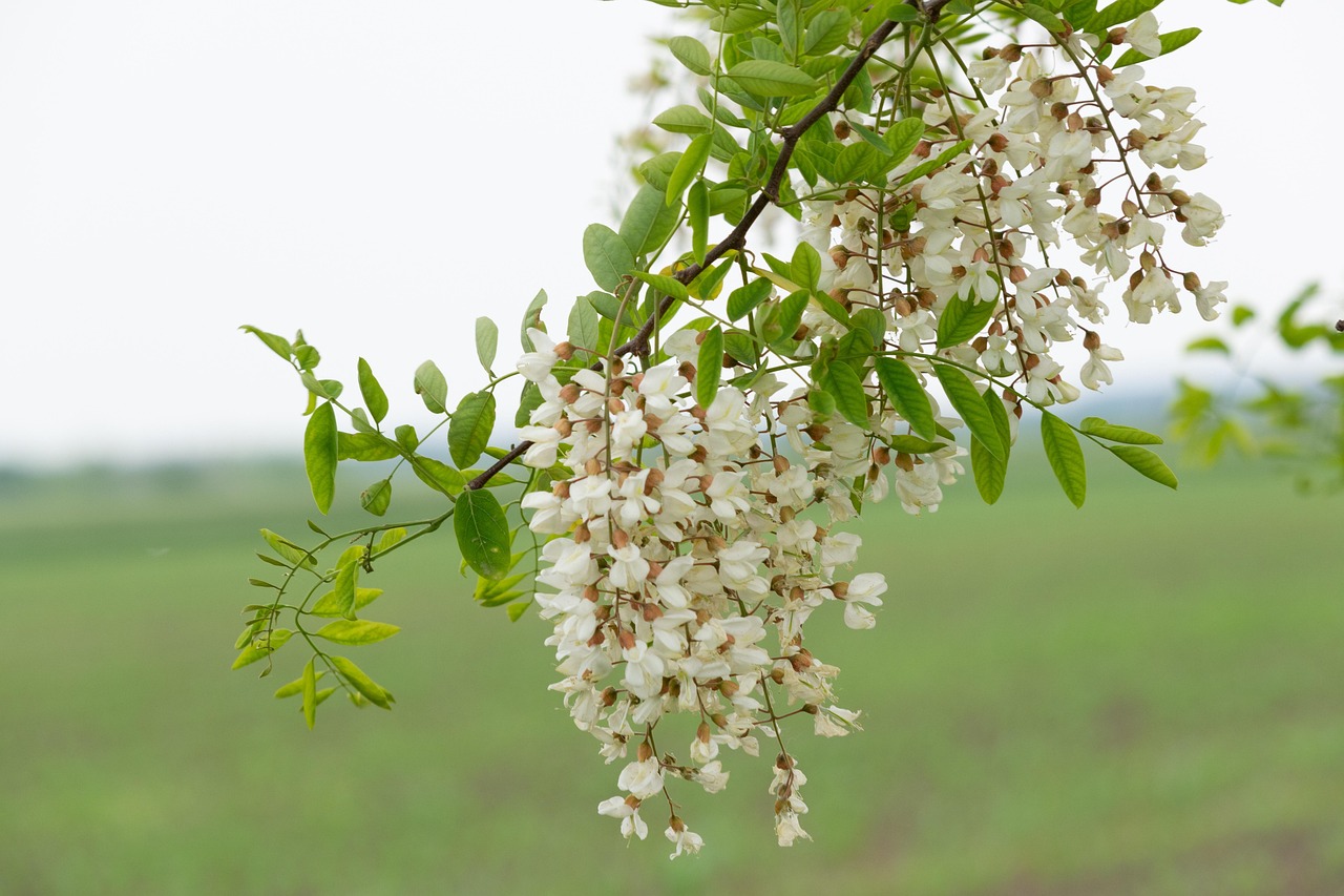 acacia, wood, nature, leaves, acacia, acacia, acacia, acacia, acacia