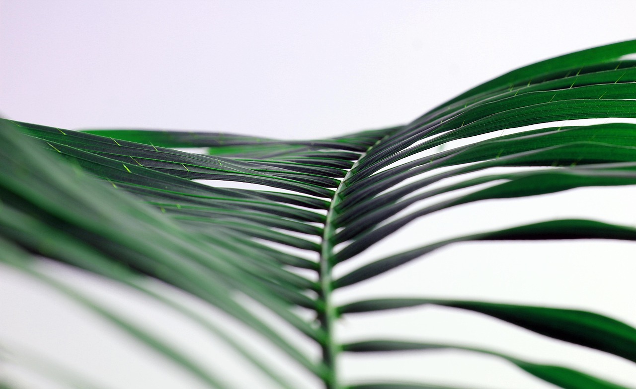 nature, green, tree, leaf, forest, palm, palm, palm, palm, palm, palm